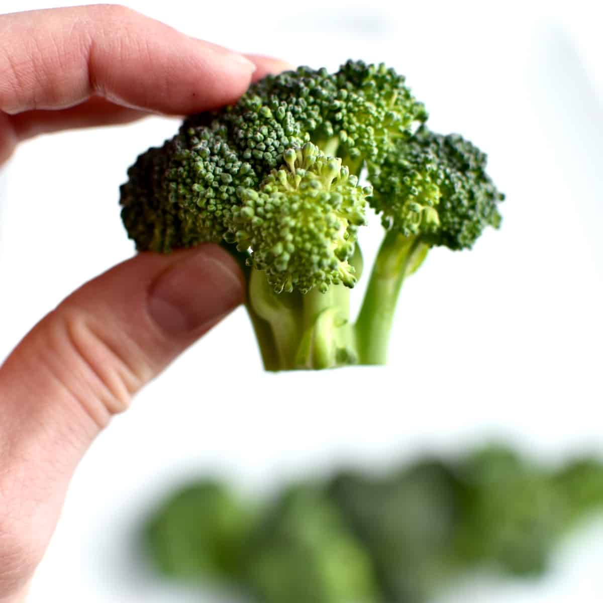 A hand holding a broccoli floret, showing a cut floret stem forming a flat bottom.